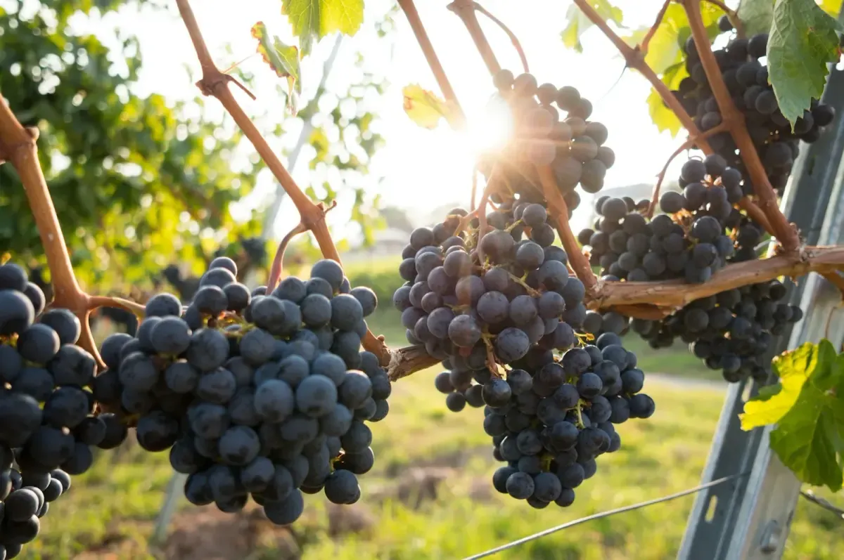 Illustration de l'article « Vin nature, bio, biodynamique : quelles différences ? »